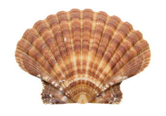 Detailed macro of brown seashell isolated transparent background
