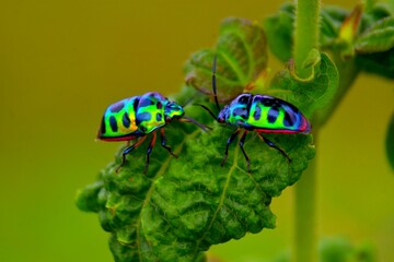
Two iridescent jewel bugs, with vibrant green, blue, and purple metallic sheens, face each other on a textured green leaf.