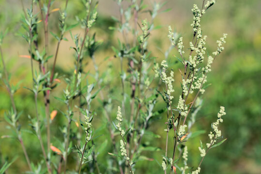 Chenopodium album, wild spinach flowers and leaves closeup selective focus