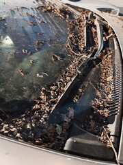 A car windshield is covered in leaves and debris. The windshield wipers are broken and the windshield is dirty