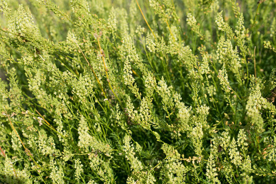 Reseda lutea, wild mignonette yellow flowers closeup selective focus