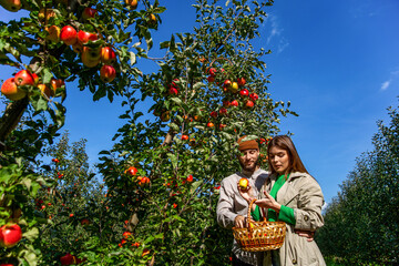 Woman and a man hold a basket apples in hand. Gardeners holds a basket of ripe apples. Apple orchard, harvest time. Man giving girl apples from hands to hands in garden. Hands, apple in basket