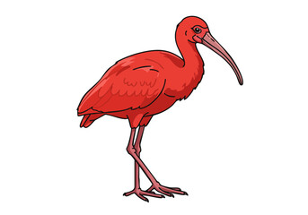 vibrant Scarlet Ibis stands proudly showcasing its striking red plumage This detailed illustration is perfect for nature wildlife or educational materials Clear composition and bold colors