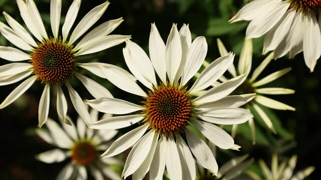 Close-up of white rudbeckia flowers against a background of summer greenery