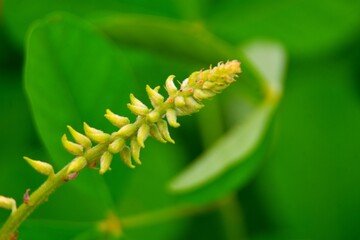 Macro photo of ants on a stem with yellow flowers