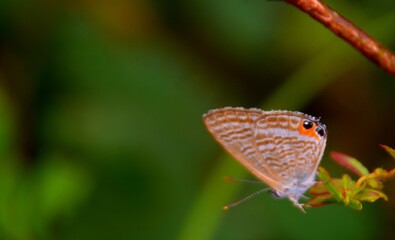 Delicate orange butterfly on a blurred green background