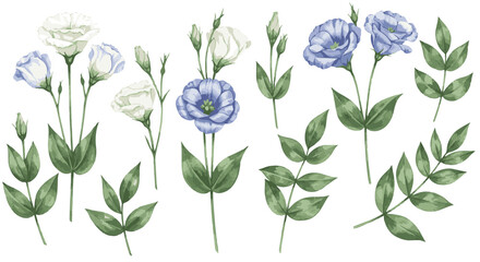 Botanical Watercolor Clipart Collection – White & Blue Eustomas with Green Leaves