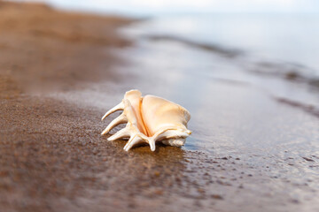Beautiful landscape, Gulf of Finland early in the morning.