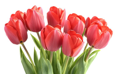 Bouquet of beautiful red tulips on transparent background, png