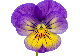 Naklejka premium Purple and yellow flower blossom in macro isolated transparent background
