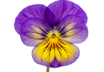 Purple and yellow flower blossom in macro isolated transparent background