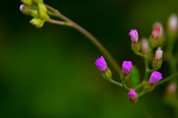 close up of a flower of a lilac