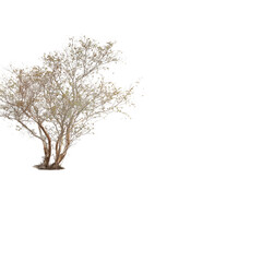 Fototapeta premium Winter tree, isolated, dark background, graphic design element
