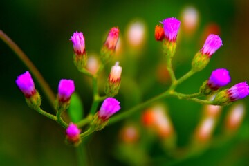 pink flowers in the garden