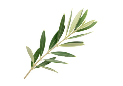 Single green leaf sprig transparent background botanical study