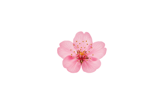 Single pink blossom flower isolated against transparent background minimalist nature still life - Powered by Adobe