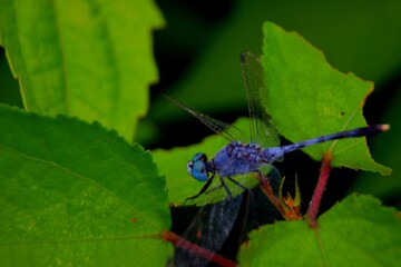 blue dragonfly on a green leaf