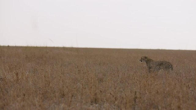 Steadicam extreme wide of a cheetah (Acinonyx jubatus) walking through the grasslands in kenya 