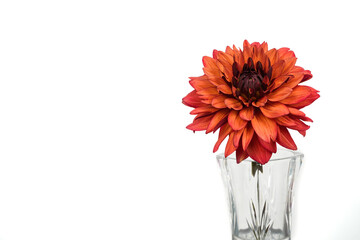 Missis Miley dahlia in a glass vase. White background.