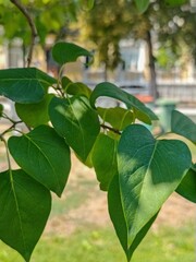 A leafy tree branch with a few leaves on it. The leaves are green and the branch is thin
