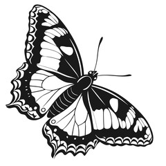 Detailed Black and White Butterfly with Open Wings