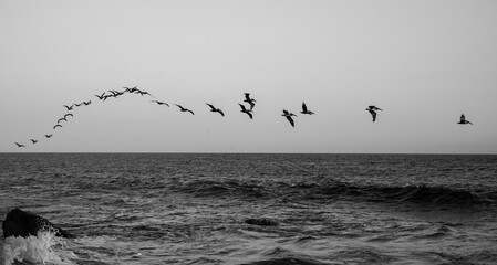 Birds