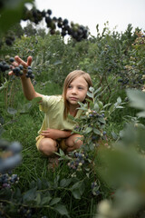 a girl with blonde hair is sitting in a blueberry bush picking berries