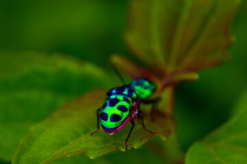 Two colorful iridescent jewel bugs on a green leaf