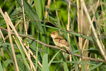 common reed warbler is perching on a twig in its natural habitat