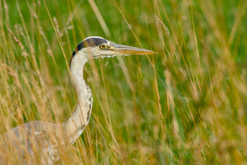 close-up of a grey heron concealed among tall grasses, showcasing its camouflage and elegant posture