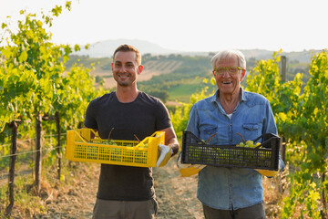 Multi generational men wine producer harvesting grapes at vineyard - Father and son holding box...