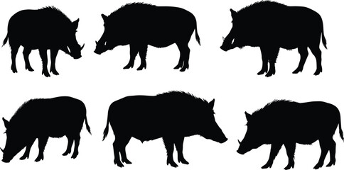 Wild boar silhouettes, animal poses, black and white vector, wildlife illustration, nature graphic, hunting theme, forest creature, editable design