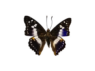 Indian purple emperor butterfly isolated on white background. Mimathyma ambica.