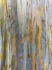 close-up, abstract shot of the unique, multi-colored bark of a rainbow eucalyptus tree. The peeling...