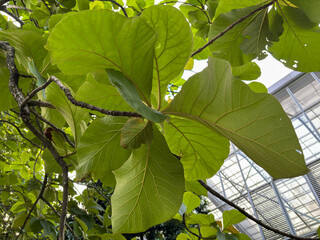 close-up view of a teak tree's large green leaves, Tectona grandis, with a modern glass building...