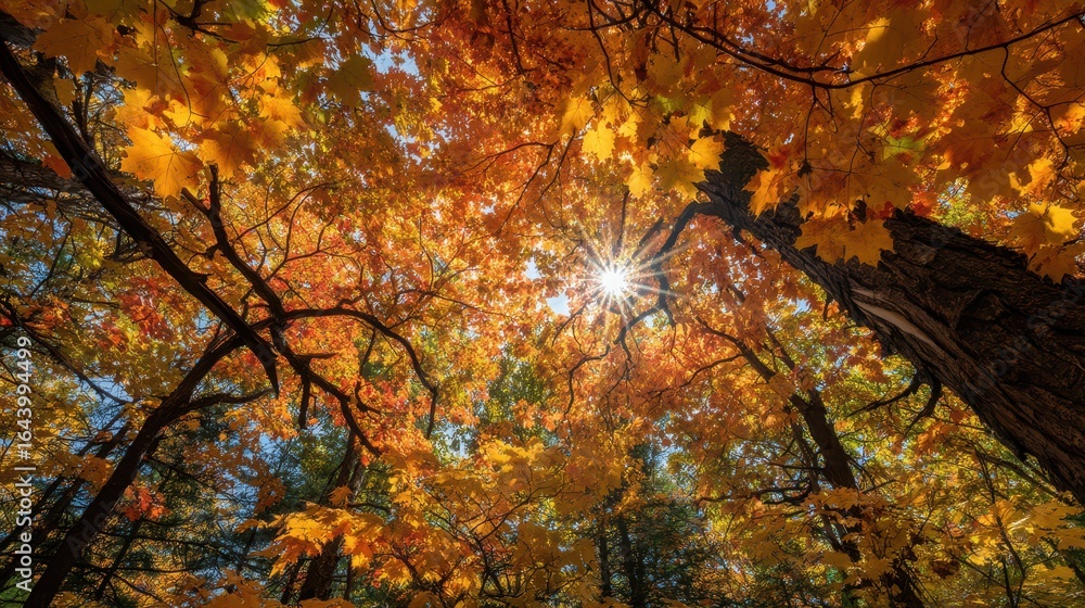 Poster sunlight shining through golden maple trees in fall