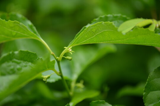 Close-up of unripe green fruits of Celastrus orbiculatus (Nobak-deonggul) on twisting vines in summer. Photographed in Korea.