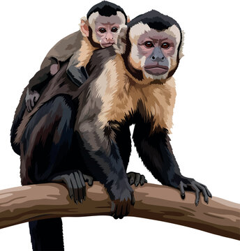 Female capuchin monkey (Sapajus apella) carrying an infant on her back, vector illustration with transparent background, intelligent neotropical primate from Central and South American rainforests.