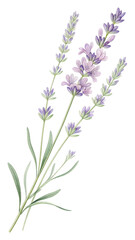 Elegant Watercolor Lavender Sprigs: Calming Purple Floral Botanical Illustration for Design Projects