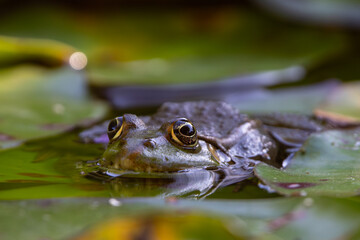 enchanting frog eyes