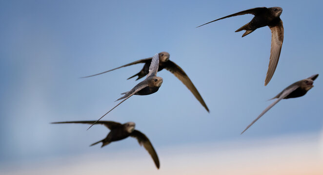 Apus apus Common swift flies and hunts insects.