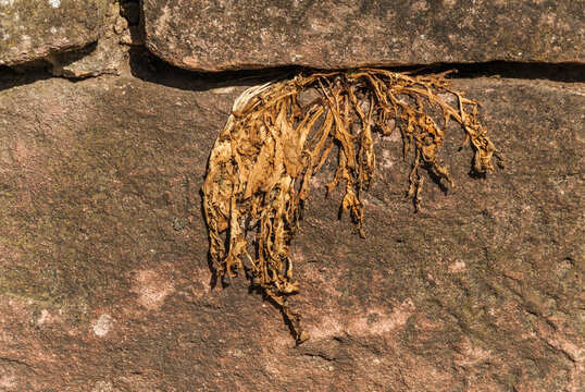 Vertrocknete Pflanze"-Bilder: Stock-Fotos & -Videos. | Adobe Stock
