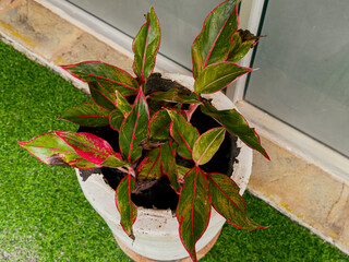 A beautiful Aglaonema plant in a white pot, with its striking green and pink-edged leaves, placed on a balcony with artificial grass.