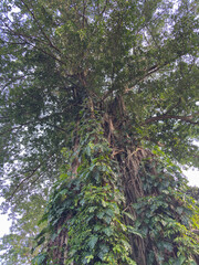 massive tree trunk, Ficus benjamina, covered in lush, vibrant green climbing plants (Epipremnum aureum) reaching for the sky.
