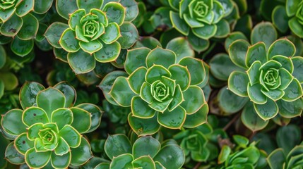 clusters of lush green succulents