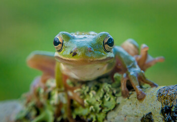 frog on a leaf