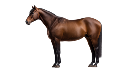 Majestic Bay Horse Standing Profile on White