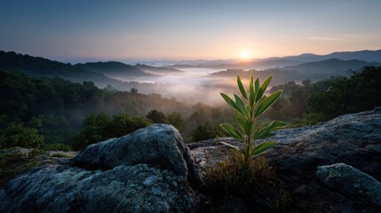 a plant is growing on a rock in the mountains