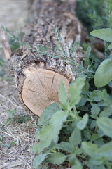 dry firewood