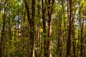 A close-up of a vibrant Lenga tree forest near Pucon, Chile, with sunlight filtering through the dense green foliage.